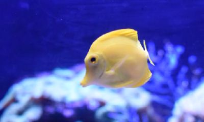 梦到蛇和鱼预示着什么意思(女人梦见蛇预示着什么意思)