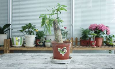 招财树修剪完枝发黑(招财树有几种)