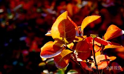 怡字五行属什么的意思(怡字取名的寓意和象征)