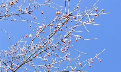 属鸡女命苦吗(属鸡的女人为什么命苦)