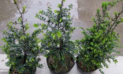 小叶紫檀招财了吗(小叶紫檀能转运吗)