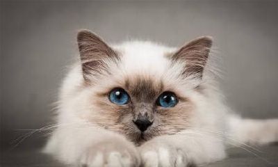 梦到打猫是什么意思周公解梦(梦见自己驱赶猫但是赶不走)