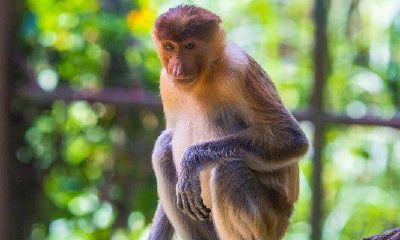 属猴的命中注定有贵人吗(属猴的贵人是什么)