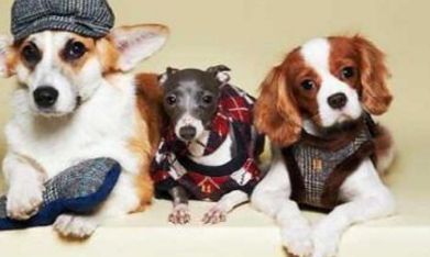 宠物起名寓意(奕字取名寓意好吗)