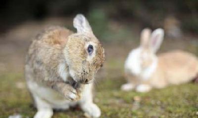 属兔的成绩怎么样(属兔和什么属相最配)