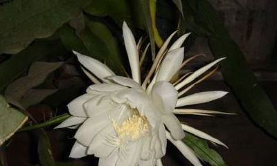 请问属蛇的人要做什么生意来财(属牛和属蛇的人合不合财)