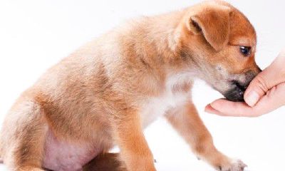 属狗的今天有财吗(今日财运最旺的生肖)