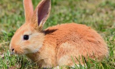 属兔子的多少岁(属兔年龄对照表)