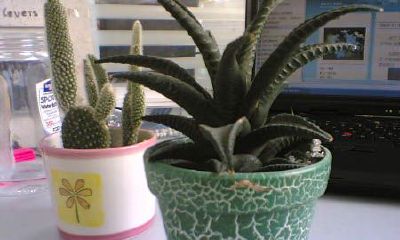 办公室风水植物(办公室风水绿植)