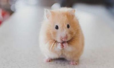 属鼠男孩子起名字大全(属鼠男孩姓名大全)