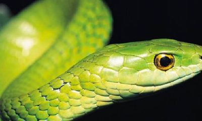 做梦梦到怀了蛇的孩子(梦见怀了蛇是什么意思)