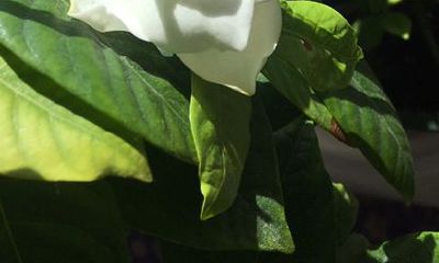 2023年属狗结婚的好日子(2023年属狗男属羊女结婚吉日)