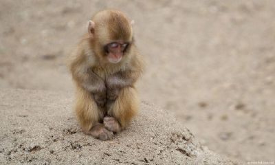 属猴女人的性格优点和缺点(属猴的性格和缺点)