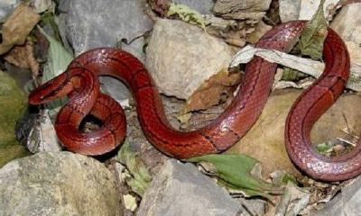 梦见蛇在自己床上是什么预兆(梦见蛇在床上自己害怕)