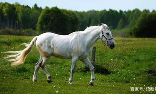 什么生肖相由心生(属蛇的人的命运是什么)