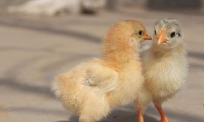 80年代属鸡的是哪一年(1981属鸡的人的寿命多长)