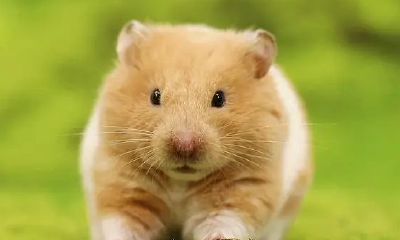 2023年翻身的生肖龙(6合生肖是哪6个)