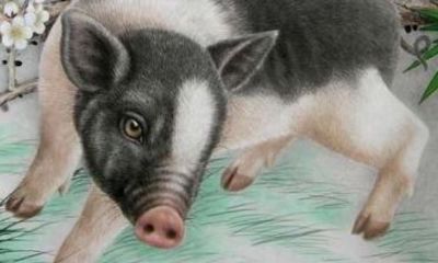 猪和猴相冲女朋友她妈不同意怎么办(猴和猪属相冲吗)