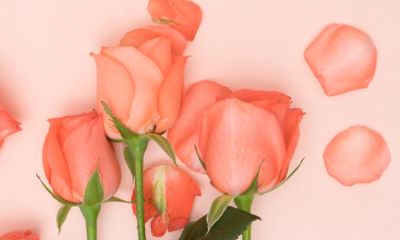 摩羯男爱金牛女(摩羯男会爱金牛女一辈子吗)