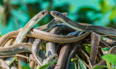 女人梦见好多蛇是怎么了(梦见好多蛇是什么意思)