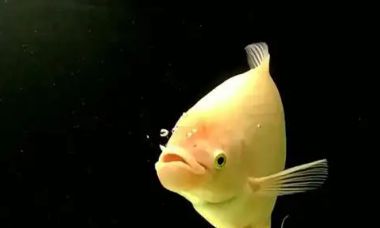 招财鱼最佳温度(招财鱼可以长多大)