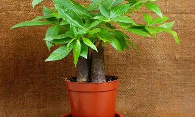 家里的招财树放什么位置好呢(招财树放客厅什么位置)