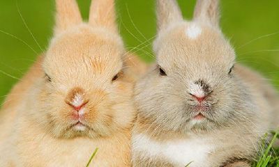 属兔最苦的是在什么年龄(87年属兔35岁有一劫2023)