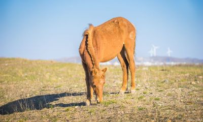 属马的各月出生的命运(属马人最好的月份)