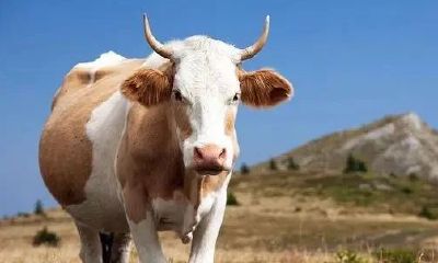 属猪的人2023年的运气咋样生日12月11(属猪十二月份的运势如何)