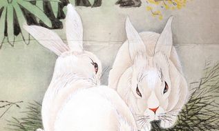 两口子都是属兔有财运48岁(二十二岁属兔婚姻命运)