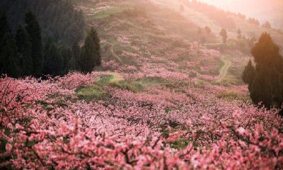 桃花运是什么意思啊(男的走桃花运的征兆)