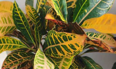 狗跟虎配姻缘好吗(虎和狗的姻缘怎么样)