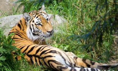 属虎男最难以割舍的生肖女是哪一个?属虎男最为珍视的女性类型是哪一种?