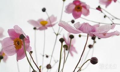 如何查询2023年农历七月中的凶日和破日?