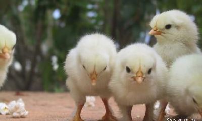 农历93年属鸡人如何选择楼层以获得最佳风水效果?居住高楼层对属鸡人的影响如何?