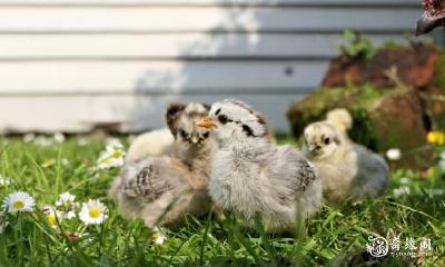 如何选择住宅楼层:考虑属鸡人的生肖影响,93年属鸡的人住17层是否有利?