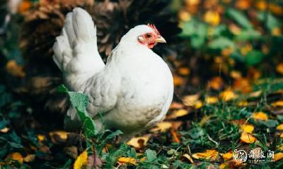 晚成的时间点有多晚?——对于93年属鸡的人来说,婚姻何时才能成熟?