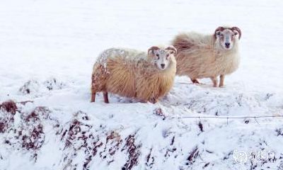 如何利用住房楼层数提升属羊人的运势:探究91年属羊是否适合住四楼?