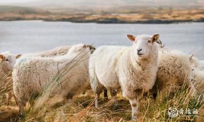 属羊人出生于1991年,选择住几层楼和朝向对于吉利的影响有多大?