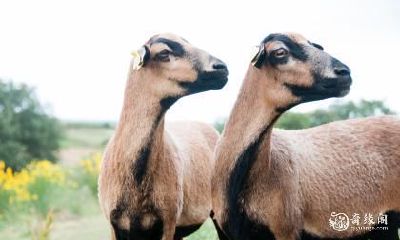 如何根据十二生肖中的羊年出生年份来决定自己的房屋朝向,以避免风水忌讳?
