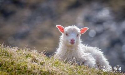 对属羊人来说,住在四楼是否是最佳选择?探析91年出生的属羊人应选择住几楼,以获得最好的运势