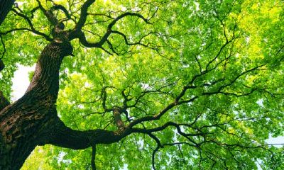 哪些星座将成为房奴?探究十二星座中难抵房贷压力的星座