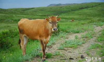 让你的财运更上一层楼:根据五行缺失选择居住楼层,多维度解读85年生肖牛的风水买房最佳指南!