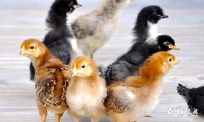 属鸡的2023年是否有望成功怀孕?孕妇相关的千万不能忽视的注意事项