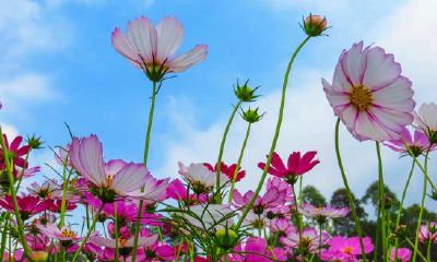 探究女性如何拥有旺夫运:揭示三种具体特质