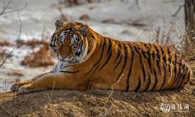 2023年属虎的女性是否有可能怀孕?若意外怀孕,会影响孩子的灵气吗?