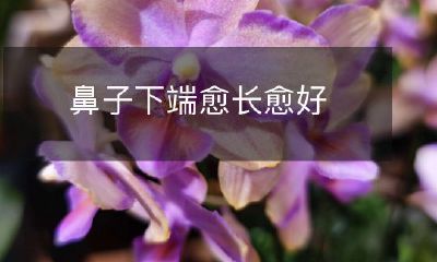 鼻子下端的长度与美观相关,愈长愈佳?