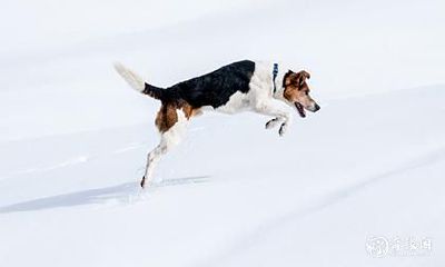 当行驶中撞到狗的征兆是什么?如何解决撞狗的驾驶难题?