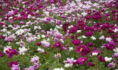 哪些面部痣象征着财富和荣耀的富贵之相?