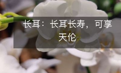 耳养殖:培育健康长寿兔群,让您与家人共享温馨时光